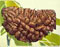 One Mukhi Rudraksh