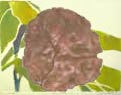 Three Mukhi Rudraksh