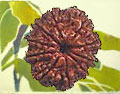 Ten Faced Rudraksh