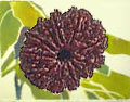 Eleven Faced Rudraksha