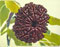 Twelve Mukhi Rudraksh