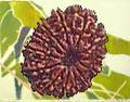 Thirteen Faced Rudraksh