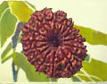 Fourteen Faced Rudraksha