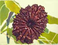 Fifteen Faced Rudraksh
