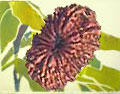 Nineteen Mukhi Rudraksh