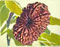 Twentyone Mukhi Rudraksh