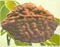 Two Mukhi Rudraksh