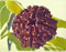 Four Mukhi Rudraksh