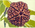 Five Faced Rudraksh