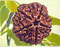 Five Mukhi Rudraksh