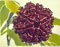 Six Mukhi Rudraksh