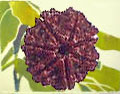 Seven Mukhi Rudraksh