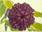 Seven Mukhi Rudraksh