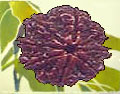 Eight Mukhis Rudraksha