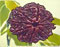Eight Mukhi Rudraksh