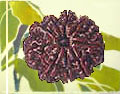 Nine Faced Rudraksh