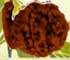 Ganesh Rudraksh